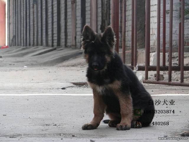 纯种黑背德国牧羊犬幼崽出售包健康出售幼犬德牧可上门