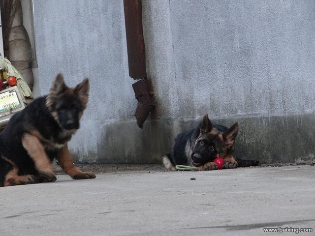 纯种黑背德国牧羊犬幼崽出售包健康出售幼犬德牧可上门