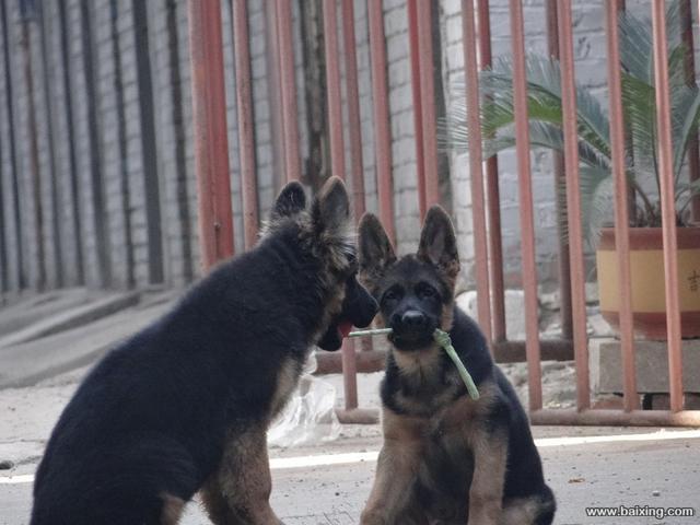 纯种黑背德国牧羊犬幼崽出售包健康出售幼犬德牧可上门