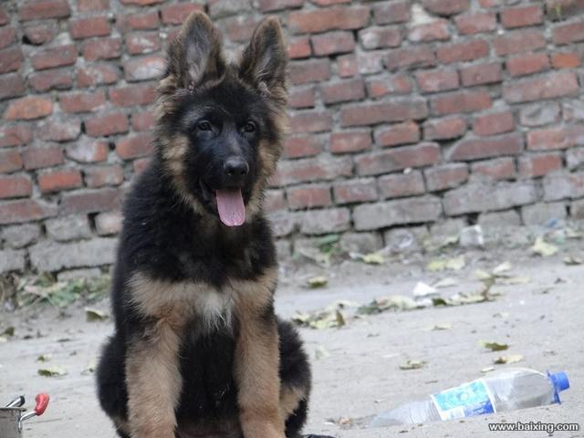 纯种黑背德国牧羊犬幼崽出售包健康出售幼犬德牧可上门